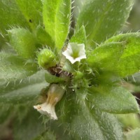 Euploca marifolia (J.Koenig ex Retz.) Ancy & P.Javad